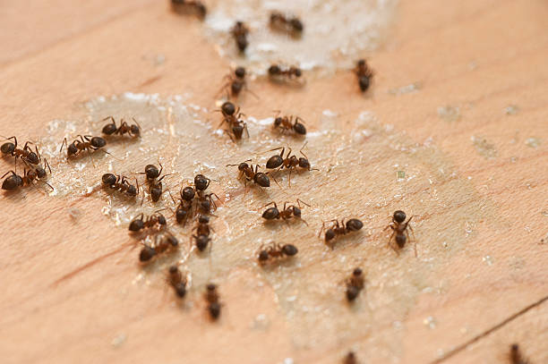 Best Pest Prevention Services  in Scotia, NY