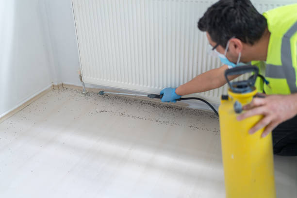 Best Termite Control Services  in Scotia, NY